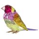  Idyllia Swarovski SCS Passarinho de Gouldian Grande