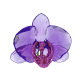 Swarovski Idyllia SCS Pétala de Orquídea